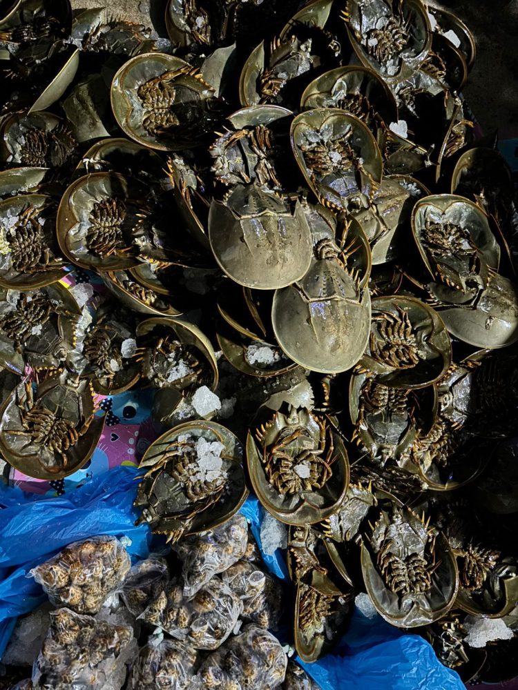 Penyeludupan Belangkas ke Malaysia Gagal