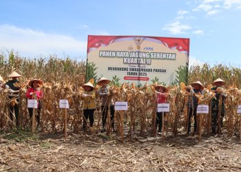 Polres Labuhanbatu, Pematangsiantar dan Tapteng Panen Jagung Dukung Swasembada Pangan Nasional