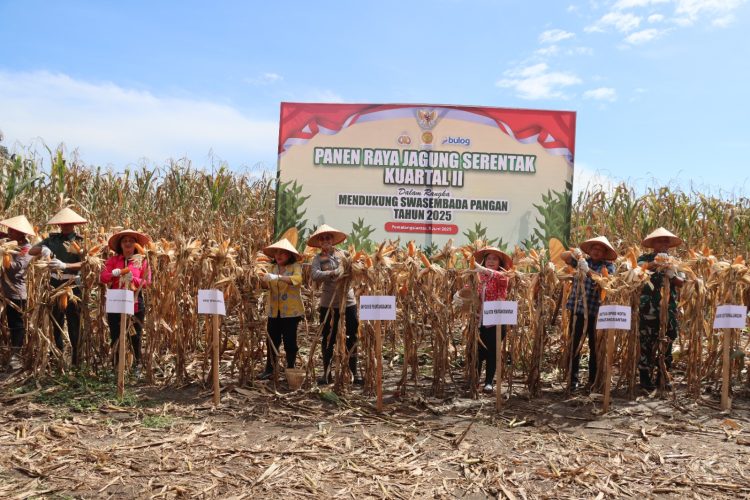 Polres Labuhanbatu, Pematangsiantar dan Tapteng Panen Jagung Dukung Swasembada Pangan Nasional
