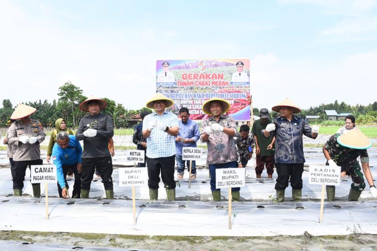 Bupati Deliserdang Turun ke Desa, Respon Petani dengan Gerakan Tanam Cabai Merah