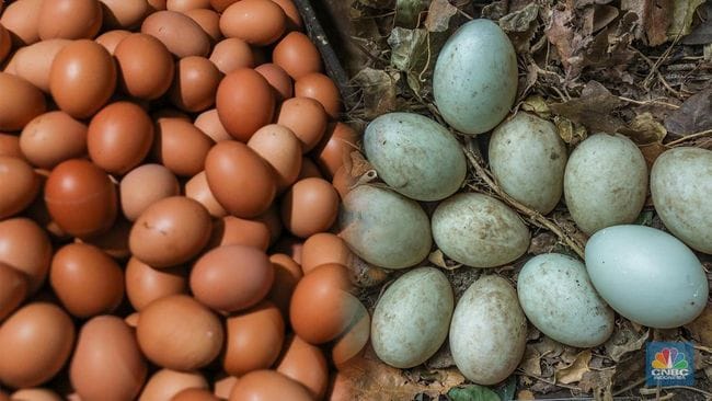 Sama sama Mengandung Lemak, Telur Ayam vs Telur Bebek, Mana Lebih Tinggi Kolesterolnya ?