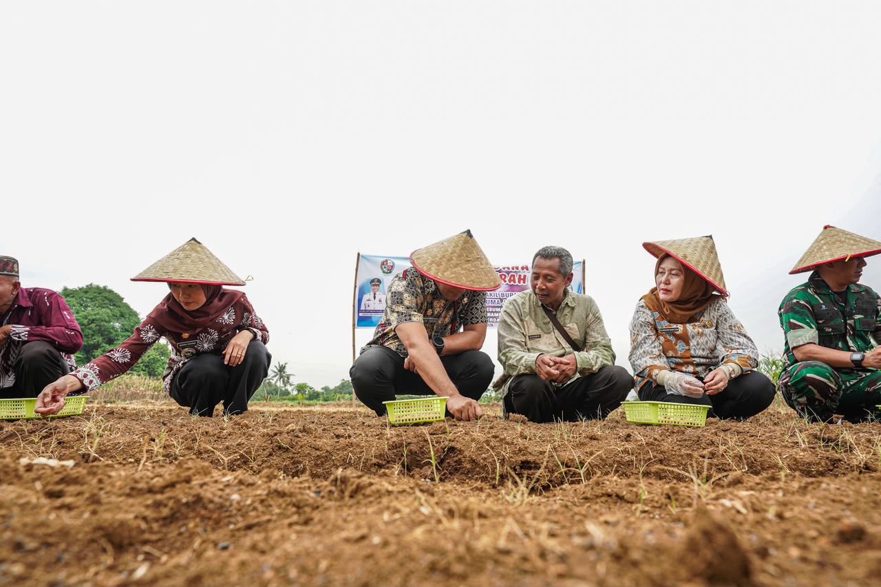 Terapkan Pola di Brebes, Bawang Merah Mulai Dikembangkan di Namorambe Deliserdang
