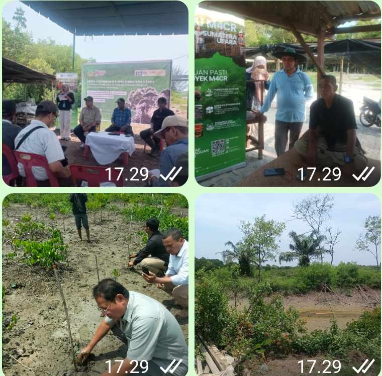 Rehabilitasi dan Pemulihan Mengrove, M4CR PPIU Sumut Media Visit dan Produksi Materi Komunikasi di Pantai Labu